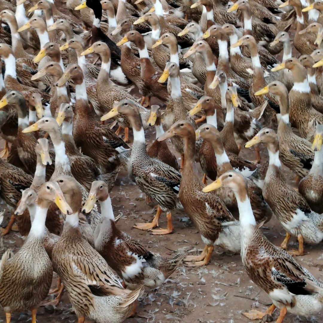 阿财专业养鸭户