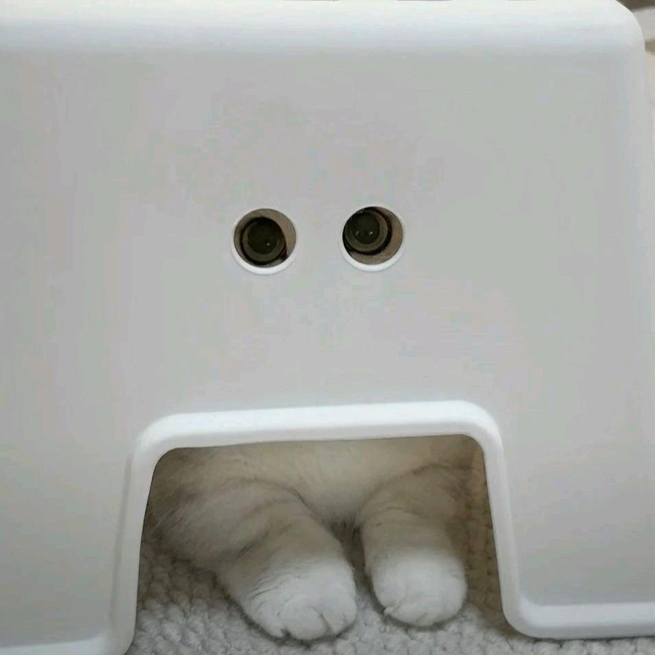 蓁卓