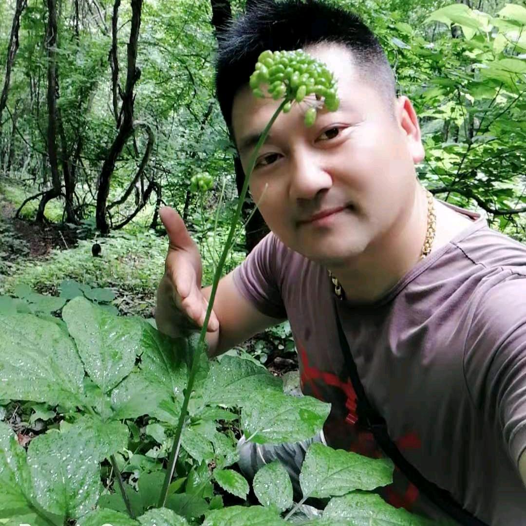 桓仁人参哥