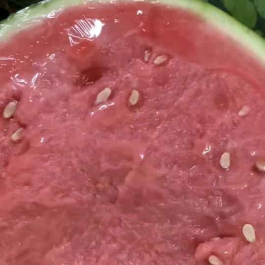 毛集小亮亮🍉🍉