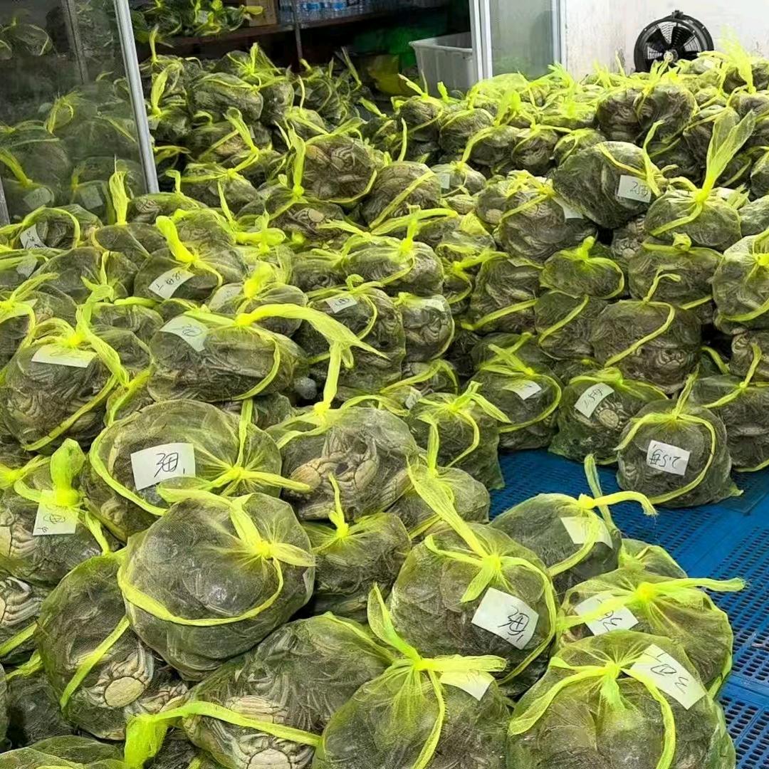江苏兴化大闸蟹源头批发老李