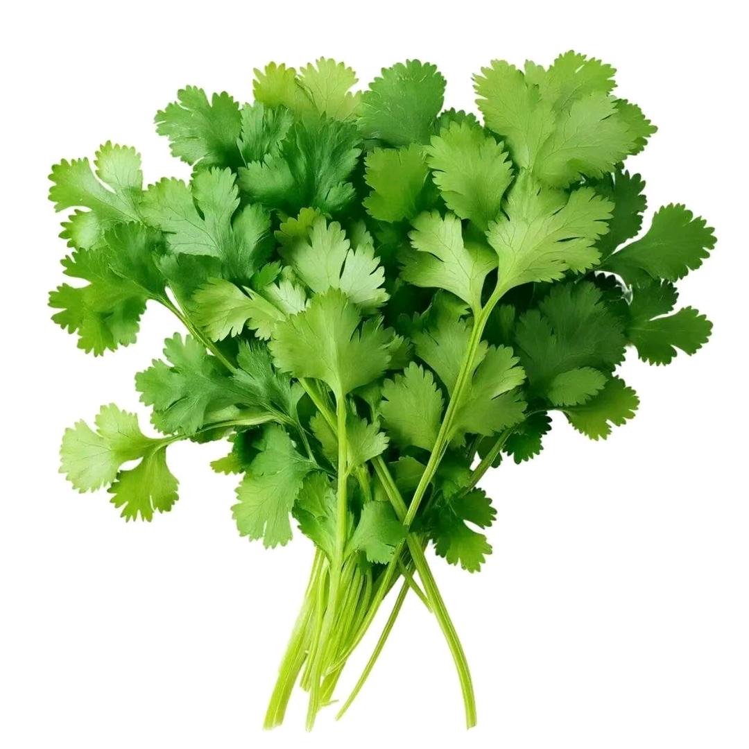 健康绿香菜