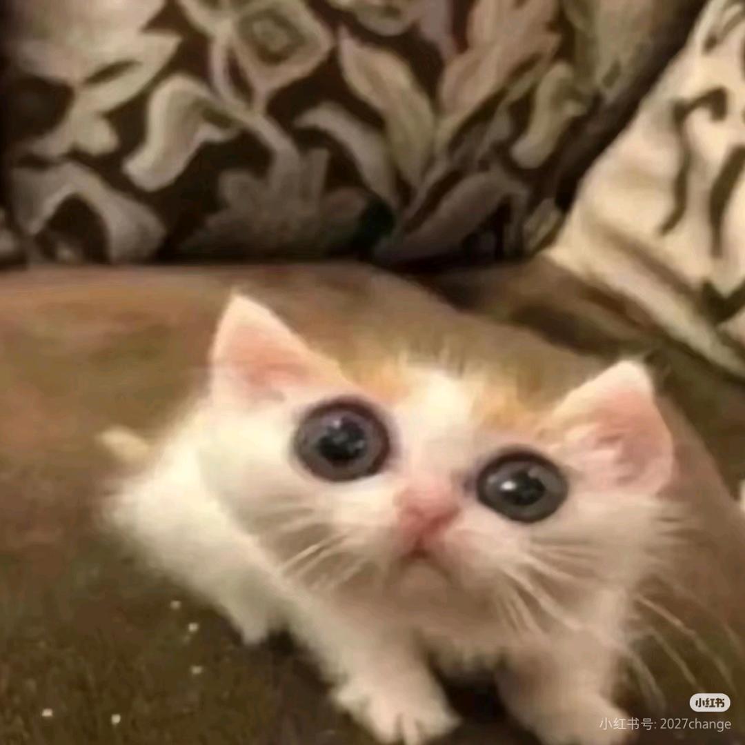 肚哥