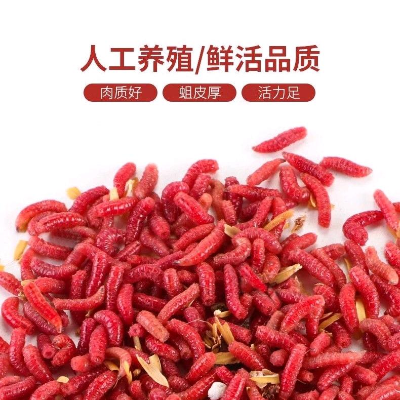 杨小样渔具