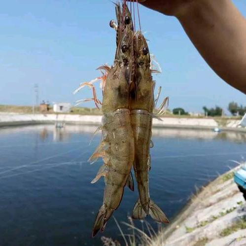 虾丰收🦐🦀