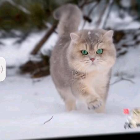 布布（生活版）【全天梦游】