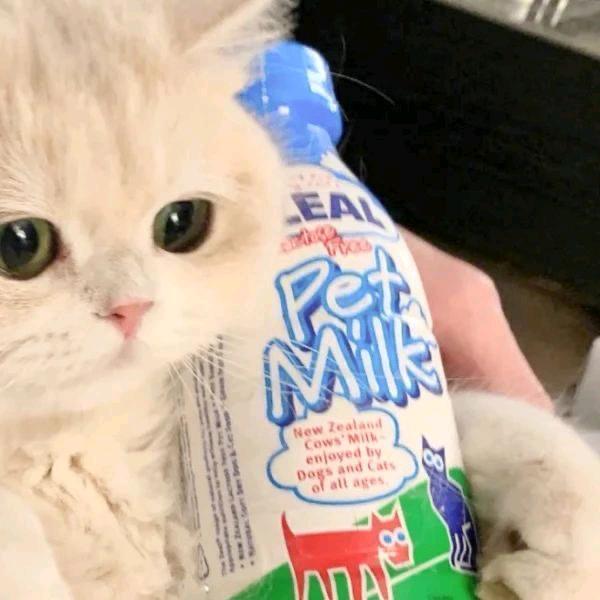 小麻花🐱