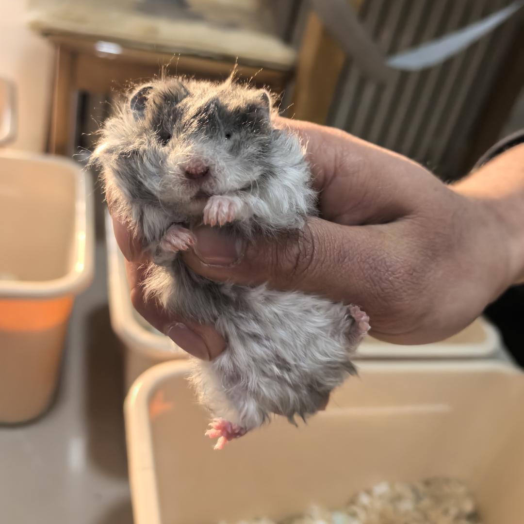 小灰灰饲养员