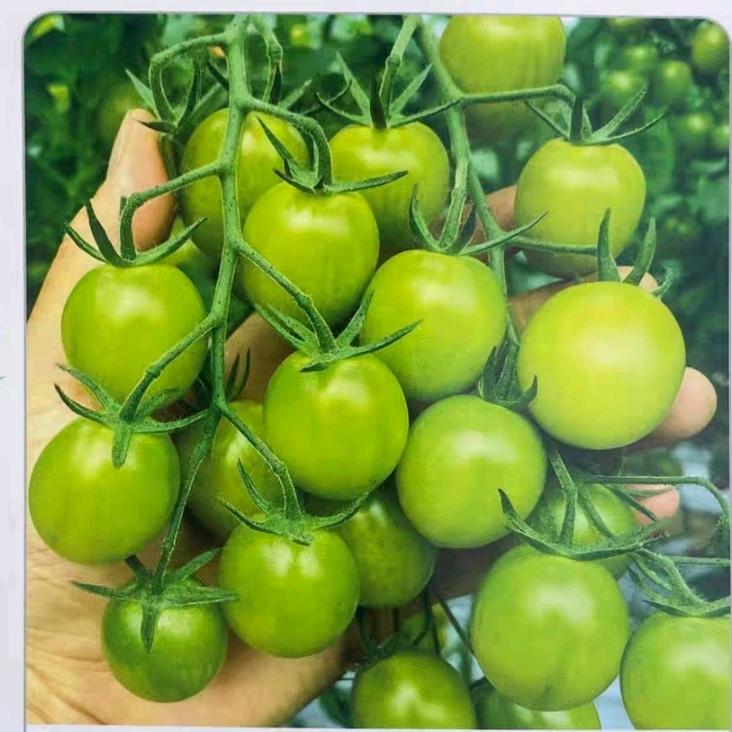 寿光恒霖农业李倩