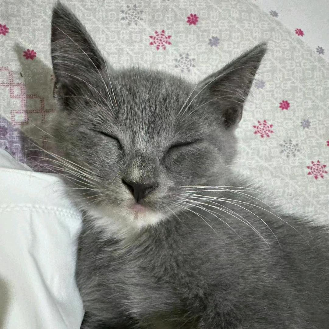 狗蛋是只猫🐱