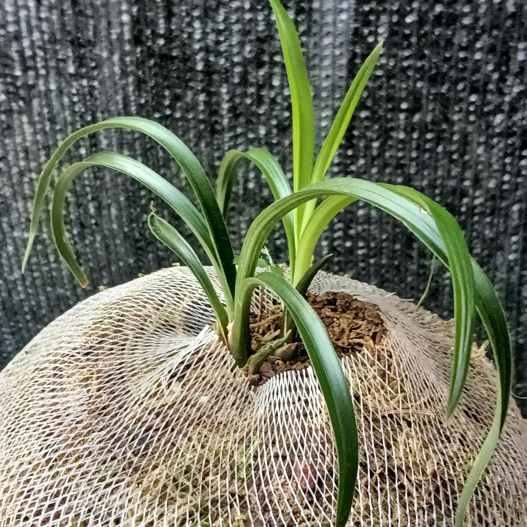 通源兰
