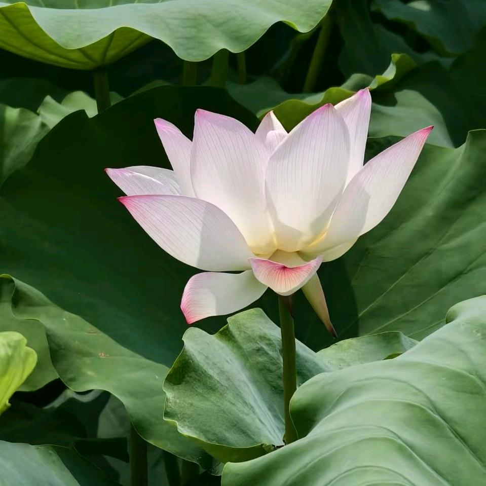 幸运之星