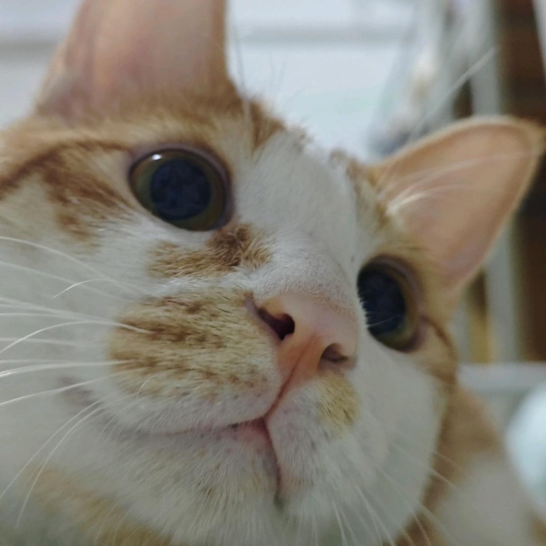 张子涵是个猫
