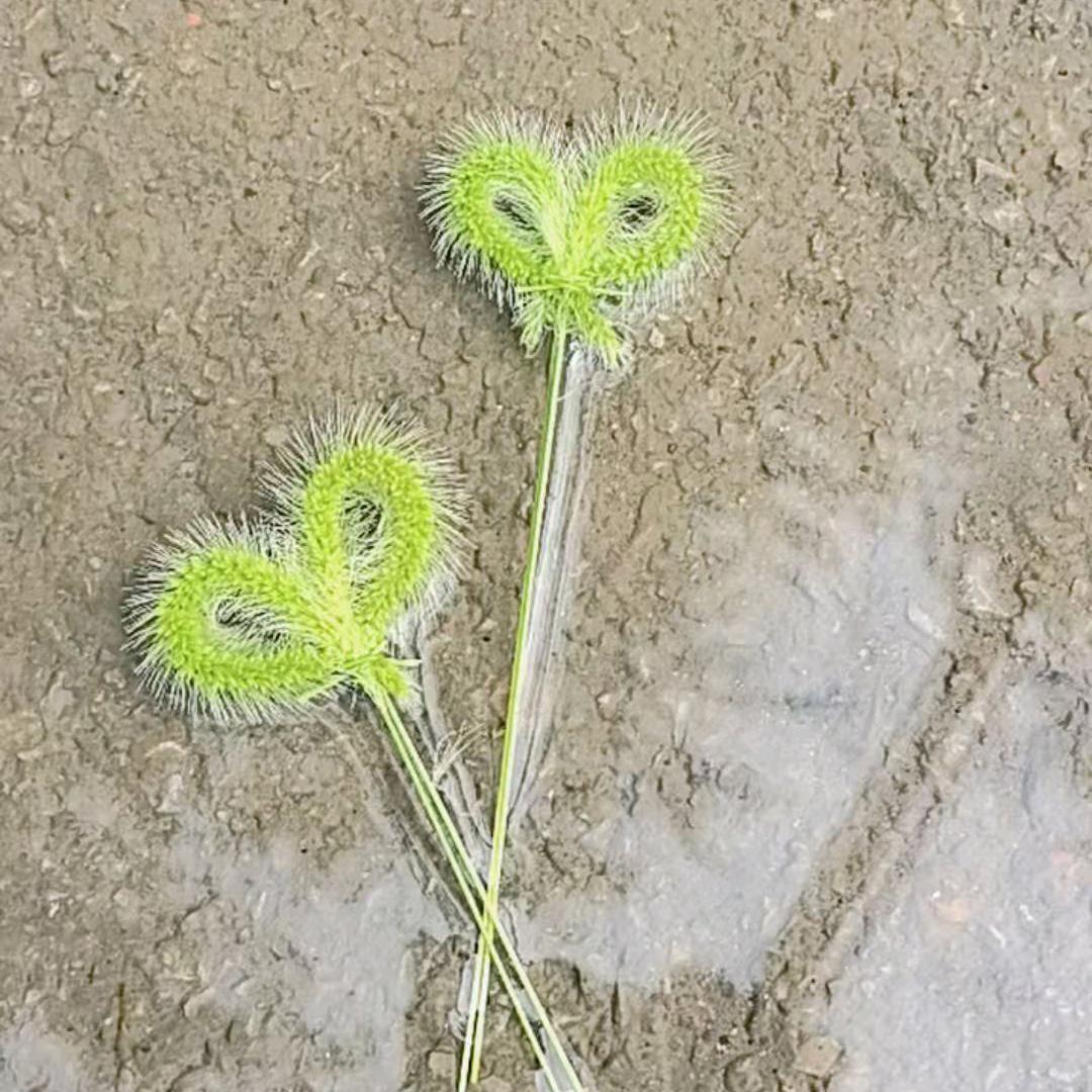 人生若只如初见《请不要连赞》