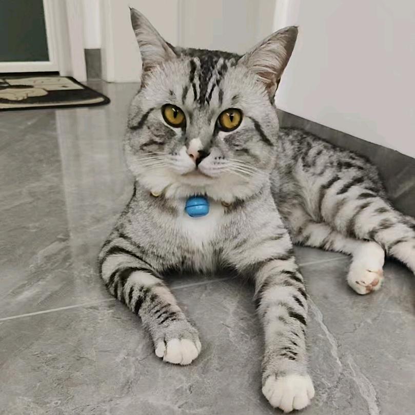 果冻儿🐱