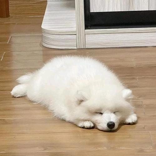 𝓧.毛毛（恩师幻子）