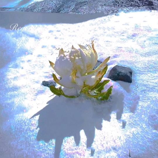 千年雪莲