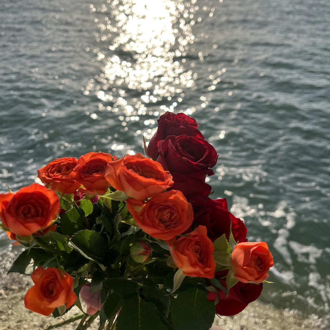 屋外玫瑰遍地是屋外