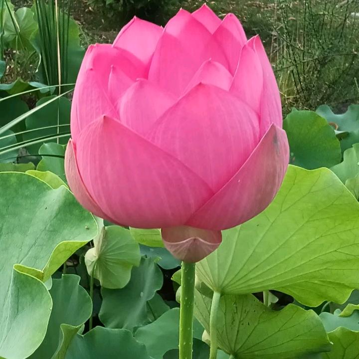 时光不由人