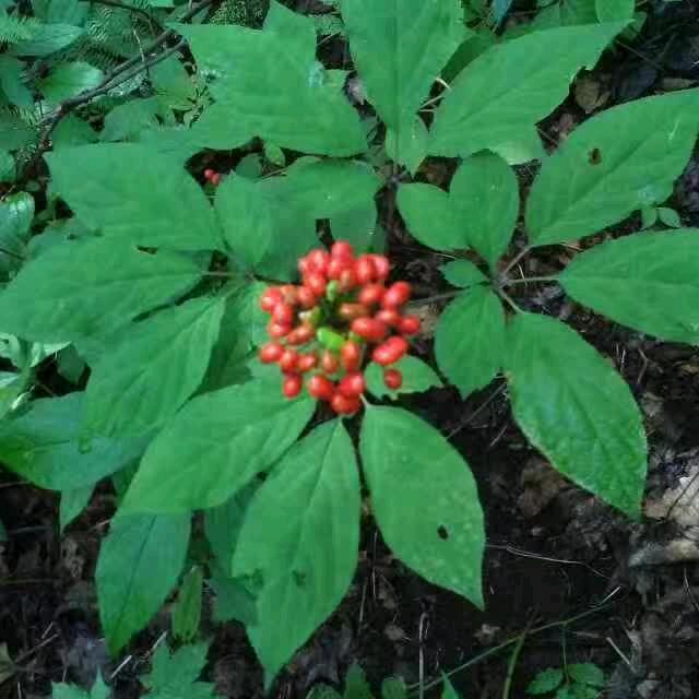 Vsita丶鹰灬
