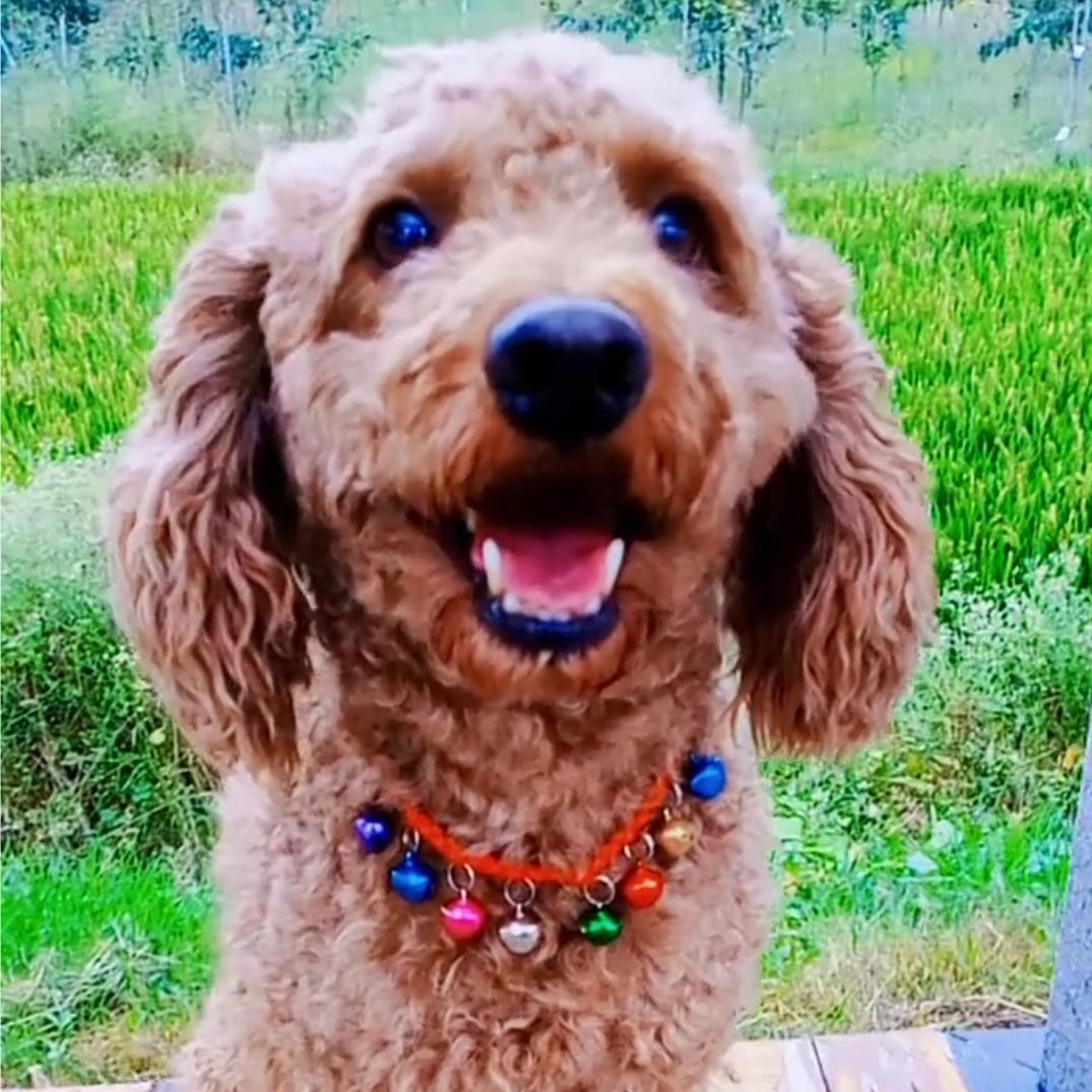 🐶急寻扶沟豆宝🐶