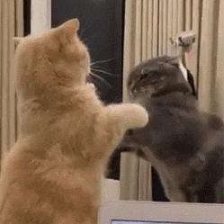 猫子