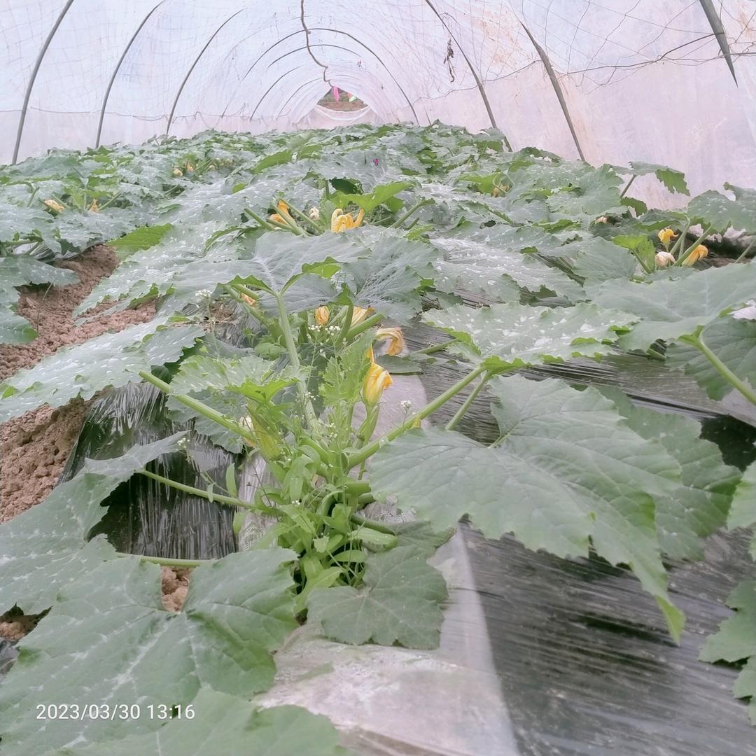 中江种菜哥