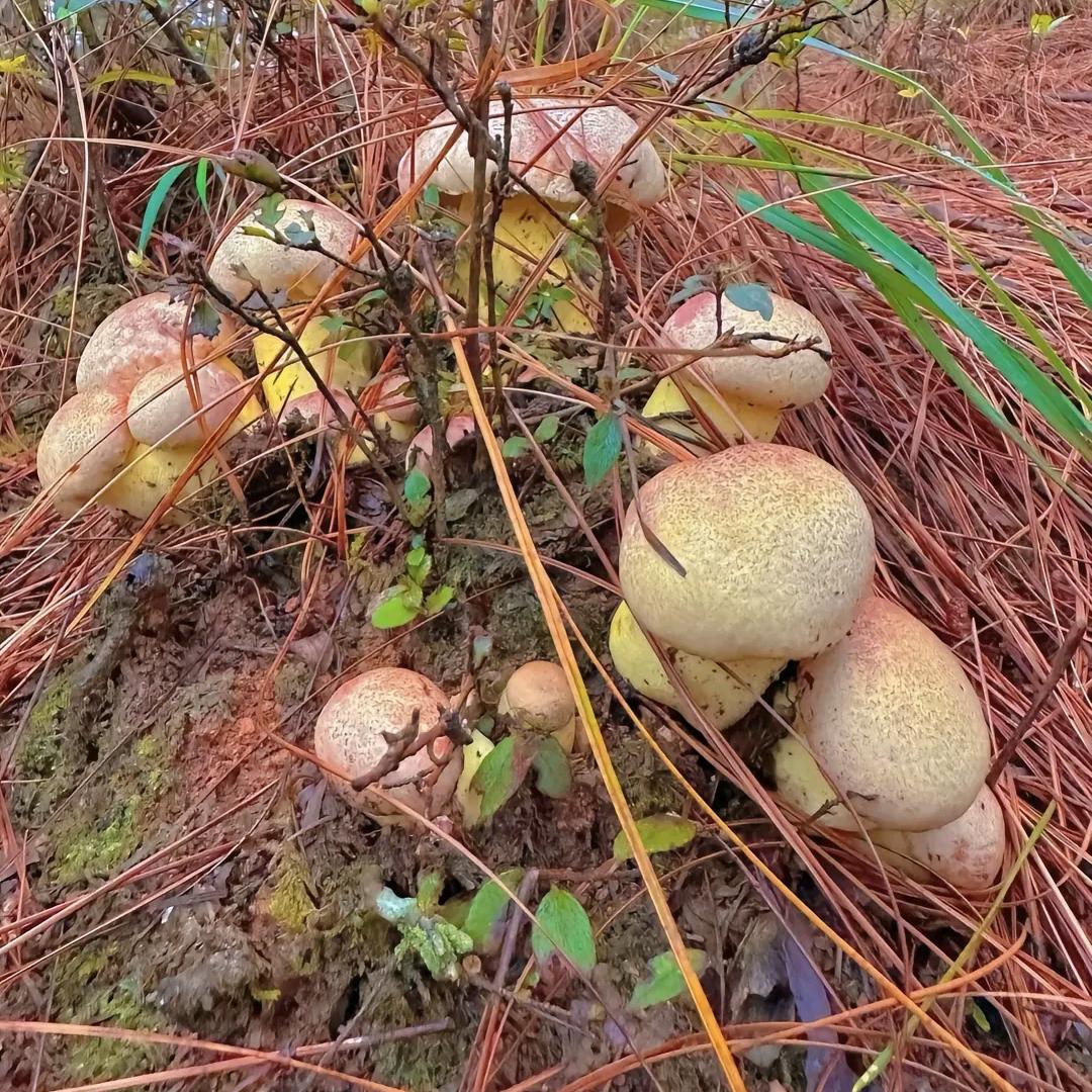 小黄总体验馆