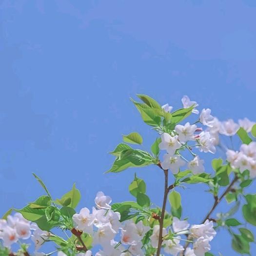 甘棠