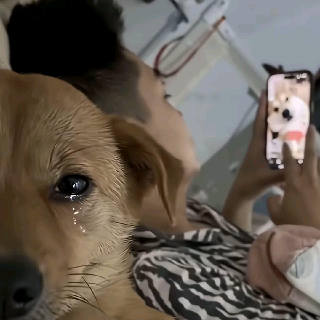 老子叫燕双枪