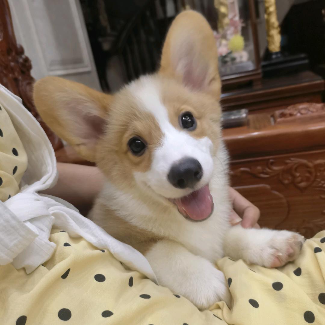 爱吃板烧