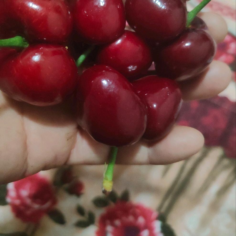 沈春兰