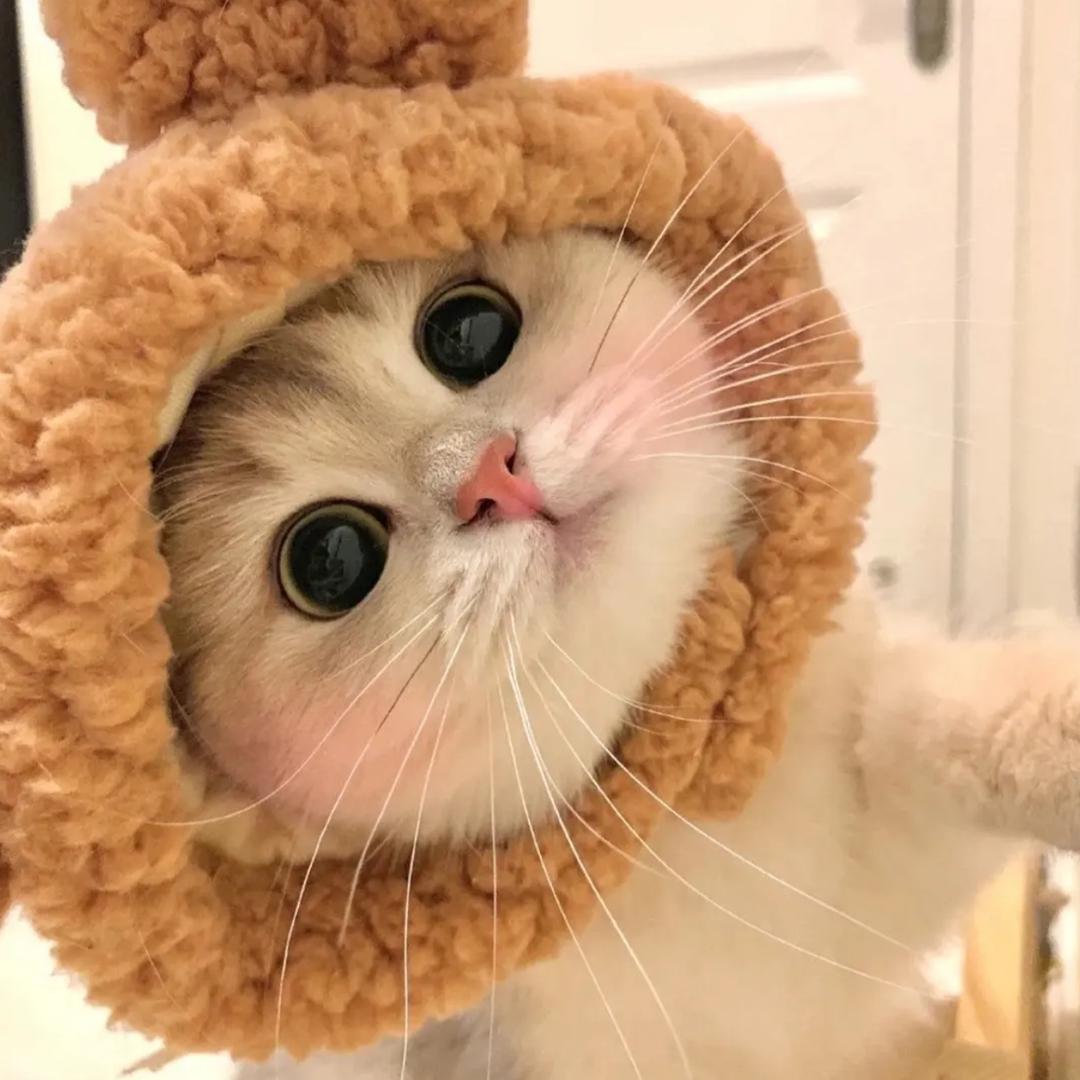 小白白