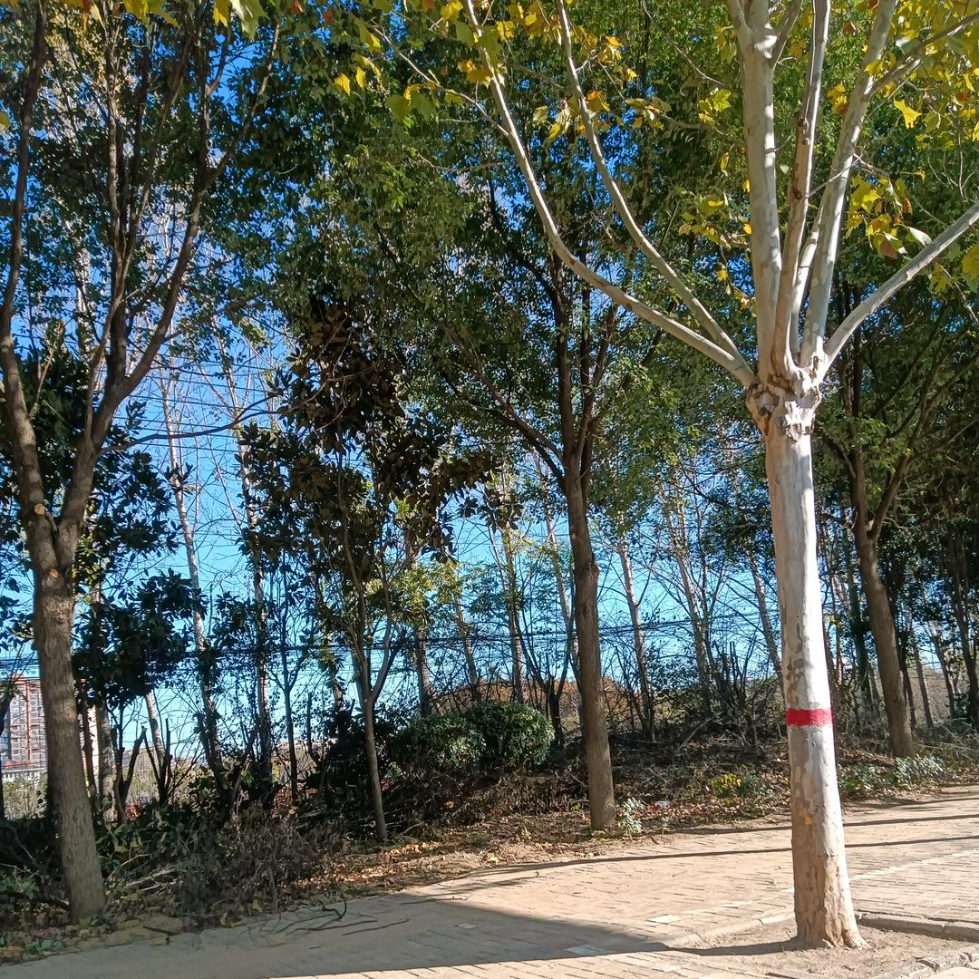 桐璐百货