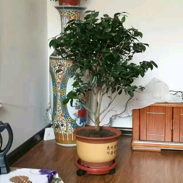 顺其自然.ꪤꪣ
