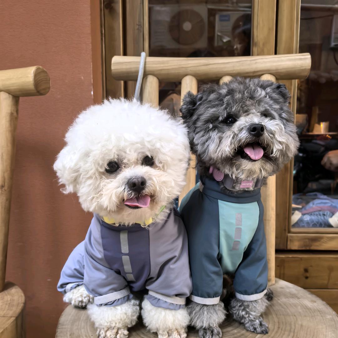 比熊是球球🐶