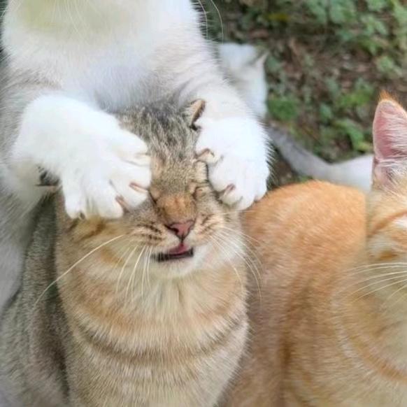 啦啦啦啦啦