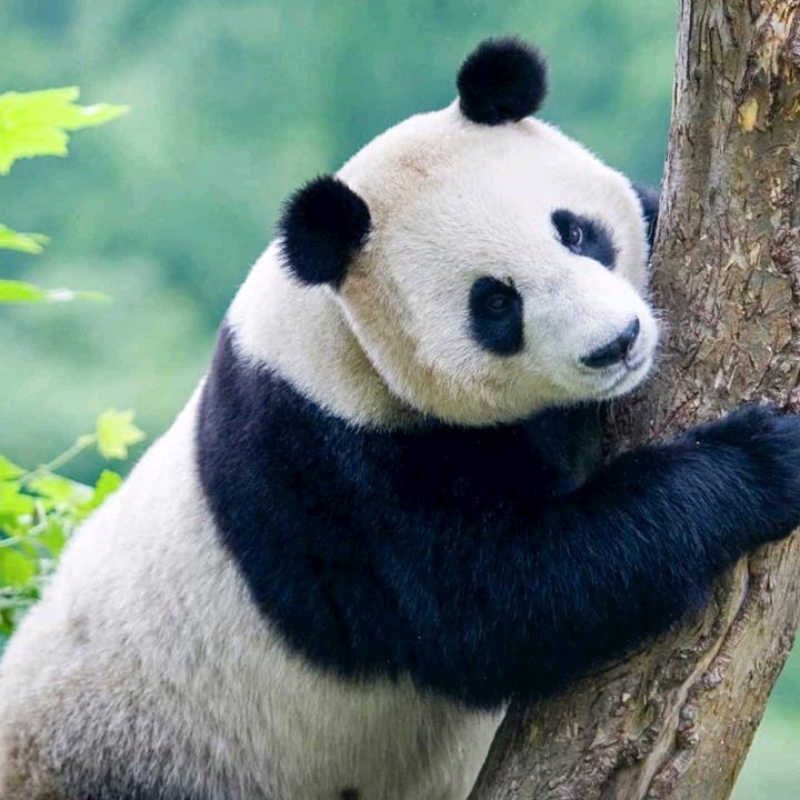 邓师傅