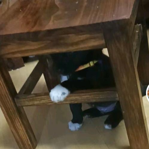 磊磊龖