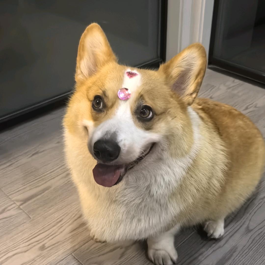 小九是只小肥基