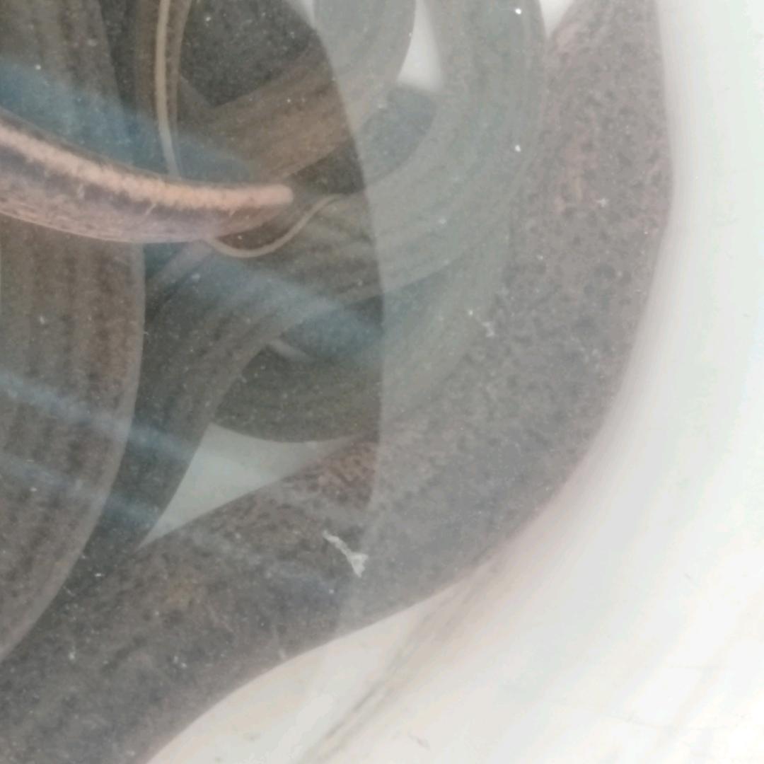 荒野挑战鳝鱼王