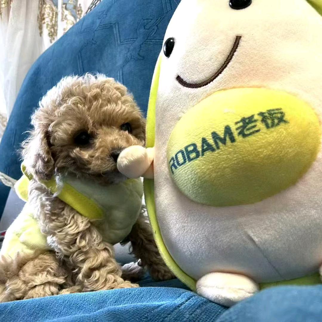 卖旺仔的达芬奇