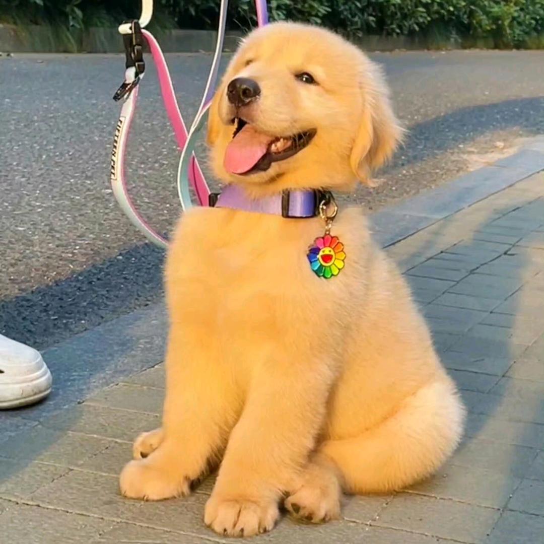 西瓜终结者