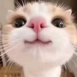 悦悦乔