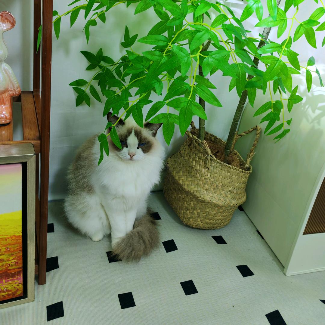 蓉姐姐的发财猫