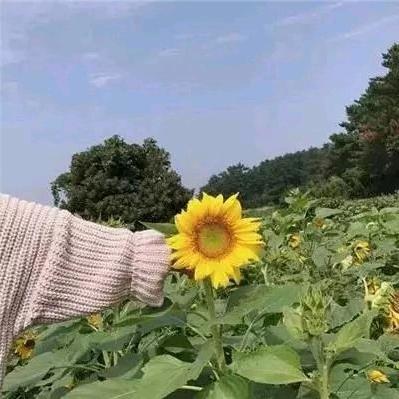 爱情三步曲