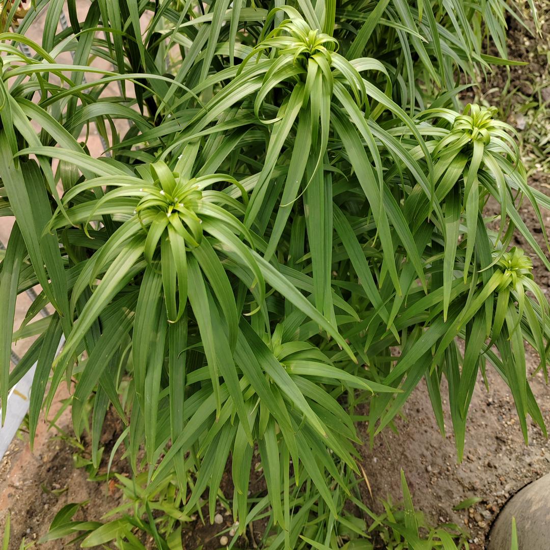 万紫千红