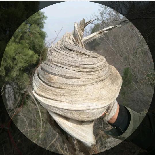 现实（崖柏 侧柏盆景）
