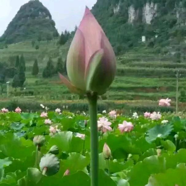 臭豆腐