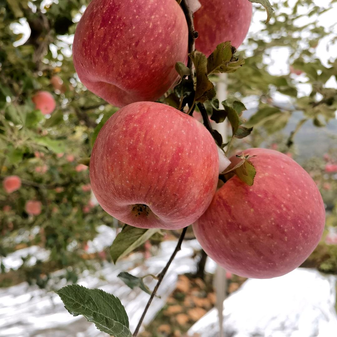 果红缘家庭农场（餐饮娱乐）